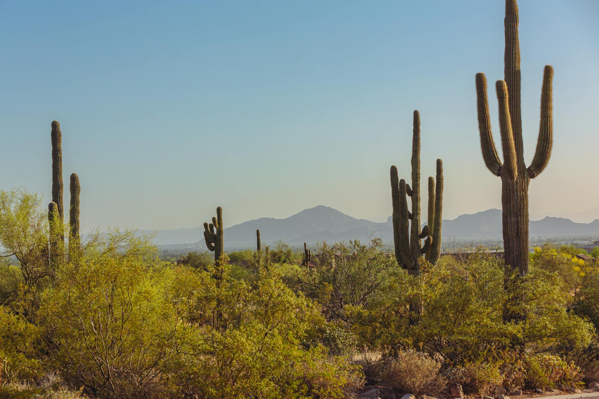 View our Arizona rentals