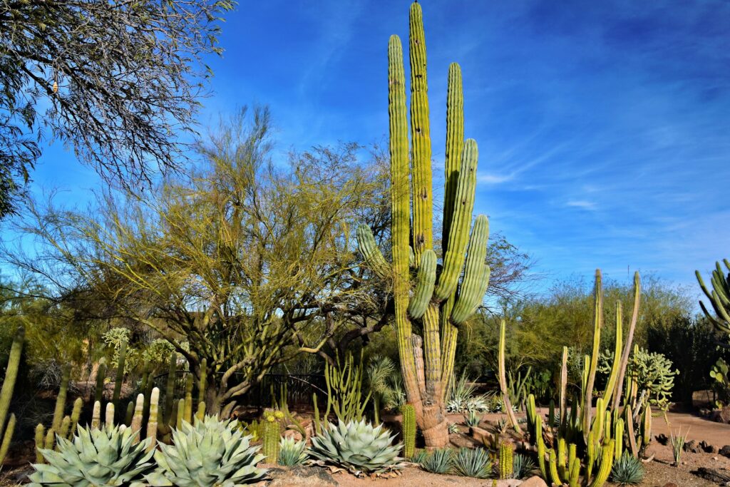A view of a cactus in Phoenix